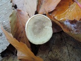Lactarius cinereus image