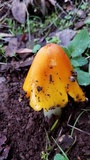 Hygrocybe acutoconica image