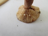 Lactarius quietus image