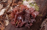 Phaeotremella frondosa image