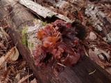 Phaeotremella frondosa image