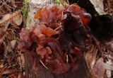 Phaeotremella frondosa image