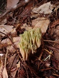 Ramaria apiculata image
