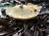 Suillus subaureus image