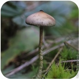 Psilocybe azurescens image
