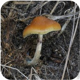 Psilocybe azurescens image