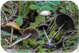Psilocybe azurescens image