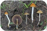Psilocybe azurescens image