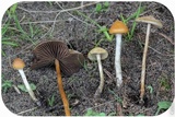 Psilocybe azurescens image