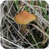 Psilocybe azurescens image