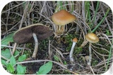 Psilocybe azurescens image