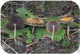 Psilocybe azurescens image