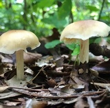 Marasmius nigrodiscus image