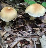 Marasmius nigrodiscus image