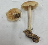 Marasmius nigrodiscus image