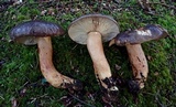 Lactarius kauffmanii image