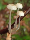 Roridomyces roridus image