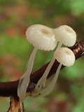 Roridomyces roridus image