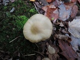 Entoloma sinuatum image