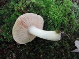 Entoloma sinuatum image
