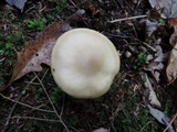 Entoloma sinuatum image