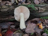 Entoloma sinuatum image