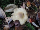 Entoloma sinuatum image