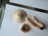 Lactarius mucidus image