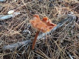 Laccaria bicolor image