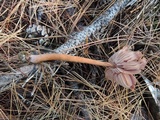 Laccaria bicolor image
