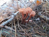 Laccaria bicolor image