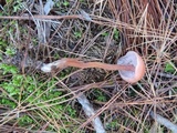 Laccaria bicolor image