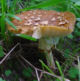 Amanita regalis image