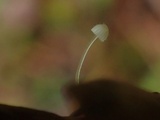 Mycena longiseta image