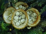 Nidula candida image