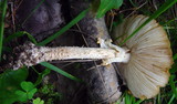 Amanita regalis image