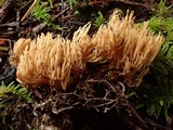 Phaeoclavulina myceliosa image