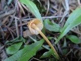Rickenella fibula image
