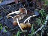 Psathyrella piluliformis image