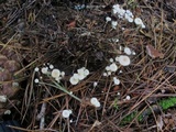 Collybia tuberosa image