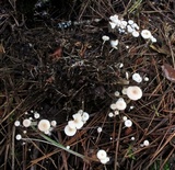 Collybia tuberosa image