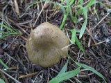 Inocybe sororia image