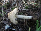 Inocybe sororia image