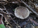 Boletus chrysenteron image