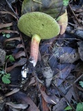 Boletus chrysenteron image