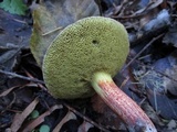 Boletus chrysenteron image