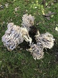 Clavulina cinerea image