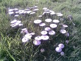 Termitomyces reticulatus image
