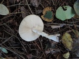 Leucoagaricus cinereolilacinus image