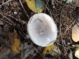 Leucoagaricus cinereolilacinus image